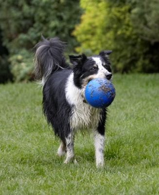 .......... what a grip
Keywords: Ball Border Collie Collies Dog Dogs Stinky Tongue