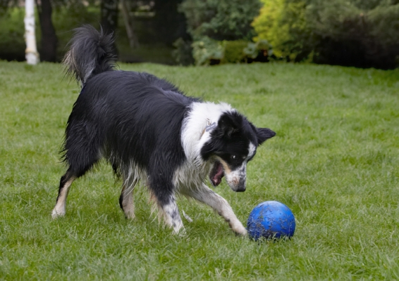 Bit of nifty footwork
الكلمات الإستدلالية(لتسهيل البحث): Ball Border Collie Collies Dog Dogs Stinky Tongue