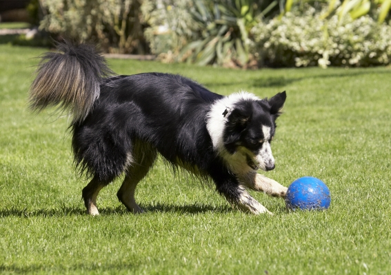 Nothing like a game of football
Schlüsselwörter: Ball Border Collie Collies Dog Dogs Play Playing Playtime Stinky