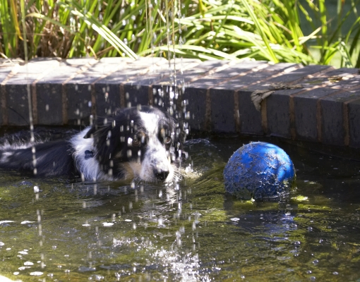 Hey, water polo
Keywords: Ball Border Collie Collies Dog Dogs Play Playing Playtime Stinky Swim Swimming Water