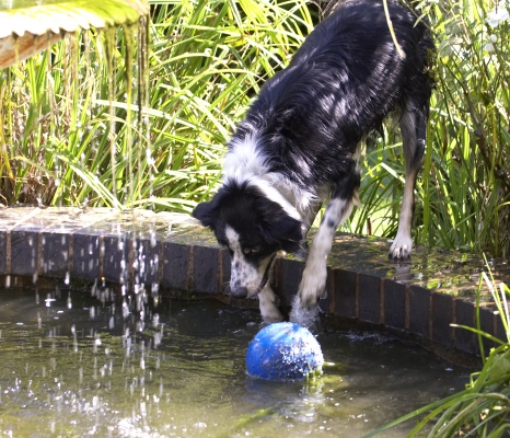 Hmmm, now how do I get this ball out?
Schlüsselwörter: Ball Border Collie Collies Dog Dogs Play Playing Playtime Stinky