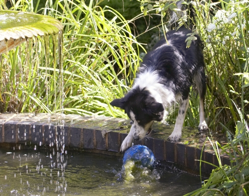 Nearly there
Klíčová slova: Ball Border Collie Collies Dog Dogs Play Playing Playtime Stinky Water