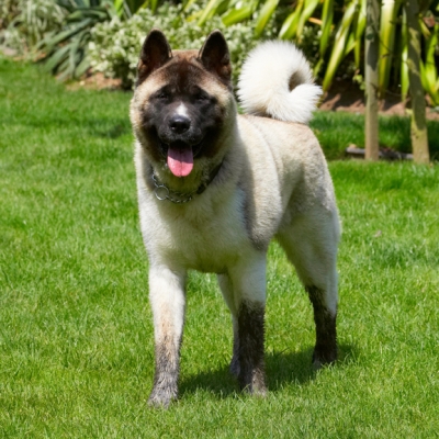 Whaddya mean I got muddy boots?!
Ключові слова: Akita Asha Dog Dogs Tongue