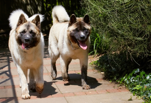 Double trouble
Keywords: Akita Asha Dog Dogs Sky Tongue