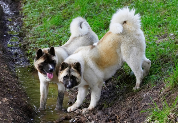 Who, us?
Słowa kluczowe: Akita Asha Dog Dogs Sky Tongue