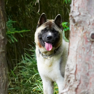 Peek-a-boo
Anahtar kelimeler: Akita Asha Dog Dogs Tongue