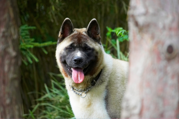 I know, I'm so cute
Keywords: Akita Asha Dog Dogs Tongue
