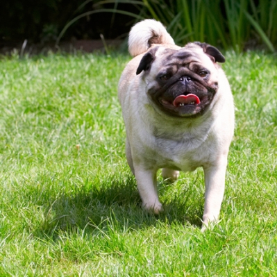 Jus' out for a stroll
Keywords: Bruno Dog Dogs Loui Pug Pugs