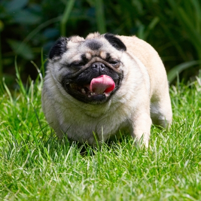 Gotta take a breather
Schlüsselwörter: Bruno Dog Dogs Loui Pug Pugs