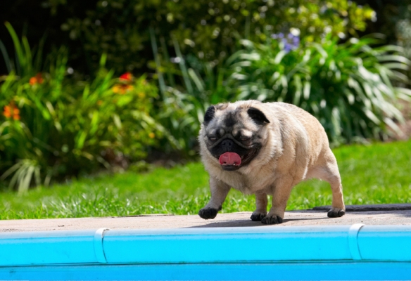 Time for dip..........
Keywords: Bruno Dog Dogs Loui Pug Pugs