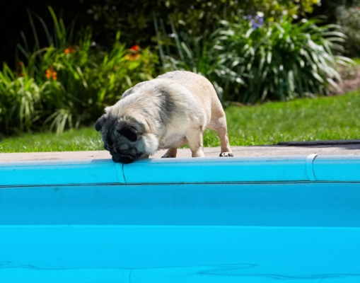 ......... hmmm, I don't think so
Keywords: Bruno Dog Dogs Loui Pug Pugs