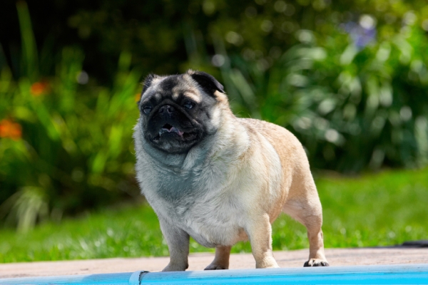 Boy, it's a big pool
Anahtar kelimeler: Bruno Dog Dogs Loui Pug Pugs