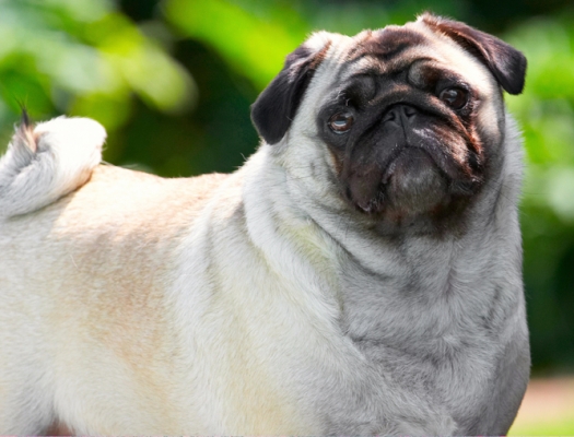 Whaddya want?
Anahtar kelimeler: Bruno Dog Dogs Loui Pug Pugs