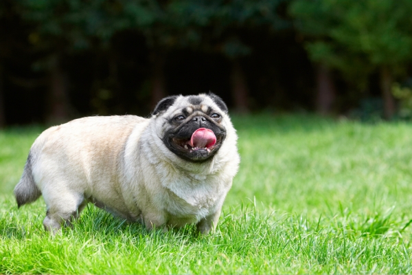Still, taking a breather
Ключови думи: Bruno Dog Dogs Loui Pug Pugs