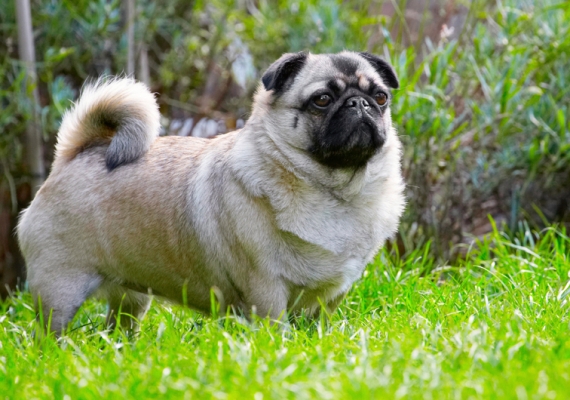 In the zone
Keywords: Bruno Dog Dogs Loui Pug Pugs