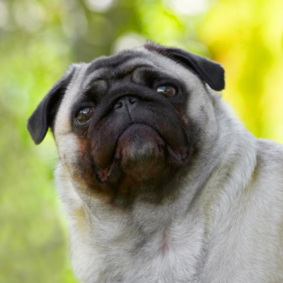 ............. hmmm
Λέξεις-κλειδιά: Bruno Dog Dogs Loui Pug Pugs