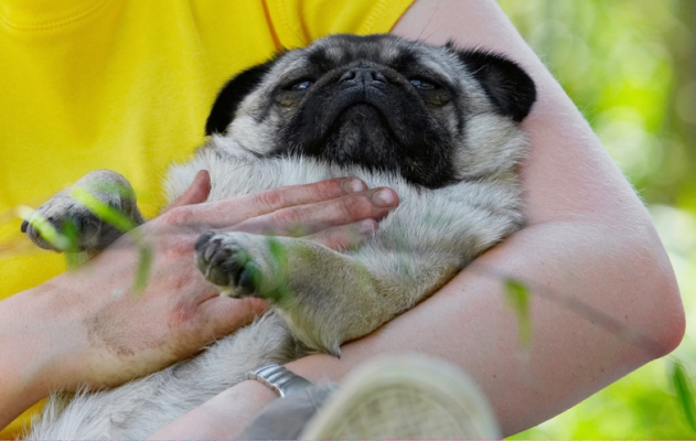Don't stop!!
Ключевые слова: Bruno Dog Dogs Loui Pug Pugs