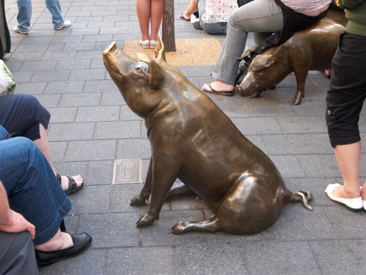 Not getting much reaction
Keywords: Adelaide Australia Bronze Pig Rundle Mall South Statue
