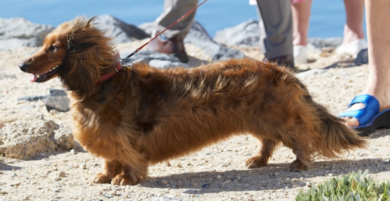 This is my favourite place
Keywords: Beach Bonnie Coast Daschund Daschunds Dog Dogs Sand Sea