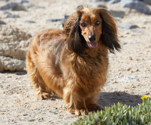 We're not doin' much are we?
Mots-clés: Animal Animals Beach Bonnie Canine Canines Daschund Daschunds Dog Dogs Land Mammal Land Mammals Sand Sea Terrestrial Mammal Terrestrial Mammals Tongue
