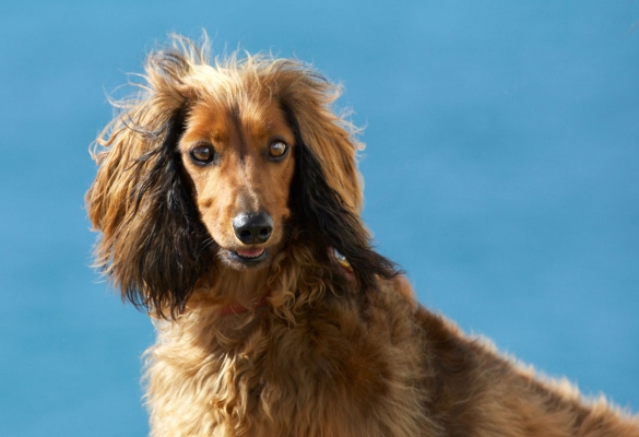 Hey, look, I'm big
Keywords: Animal Animals Beach Bonnie Canine Canines Daschund Daschunds Dog Dogs Land Mammal Land Mammals Sand Sea Terrestrial Mammal Terrestrial Mammals