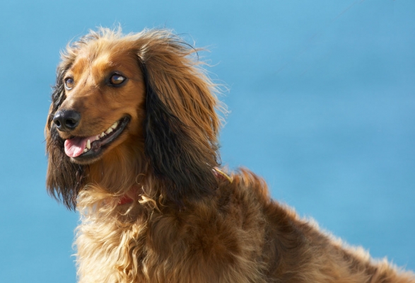 Make sure you get my good side
Ключевые слова: Animal Animals Beach Bonnie Canine Canines Daschund Daschunds Dog Dogs Land Mammal Land Mammals Sand Sea Terrestrial Mammal Terrestrial Mammals Tongue