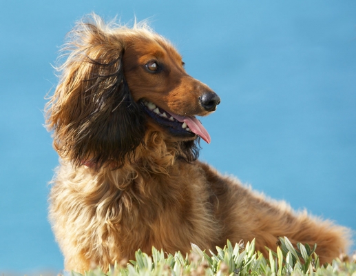 Where's my hairdresser
Palabras clave: Animal Animals Beach Bonnie Canine Canines Daschund Daschunds Dog Dogs Land Mammal Land Mammals Sand Sea Terrestrial Mammal Terrestrial Mammals Tongue