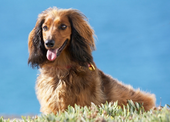 Boy, I'm good at this posing
Palabras clave: Animal Animals Beach Bonnie Canine Canines Daschund Daschunds Dog Dogs Happy Land Mammal Land Mammals Sand Sea Terrestrial Mammal Terrestrial Mammals Tongue