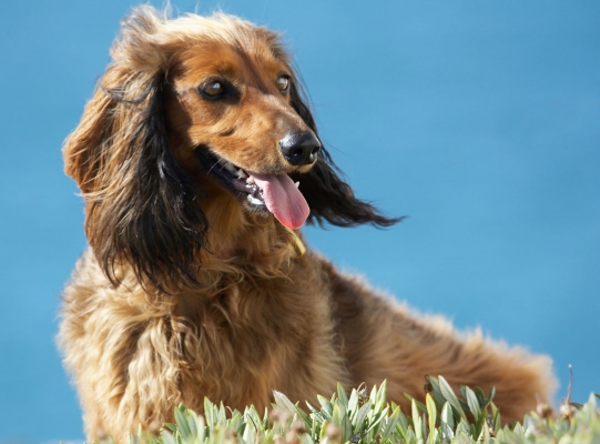 Does this work for you?
Schlüsselwörter: Animal Animals Beach Bonnie Canine Canines Daschund Daschunds Dog Dogs Land Mammal Land Mammals Sand Sea Terrestrial Mammal Terrestrial Mammals Tongue