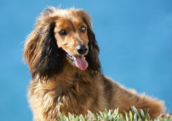 Look, how many of these do you want
Schlüsselwörter: Animal Animals Beach Bonnie Canine Canines Daschund Daschunds Dog Dogs Land Mammal Land Mammals Sand Sea Terrestrial Mammal Terrestrial Mammals Tongue