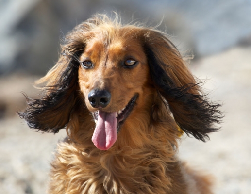 Oooh, yes, the windswept look .........
Keywords: Animal Animals Beach Bonnie Canine Canines Daschund Daschunds Dog Dogs Land Mammal Land Mammals Sand Sea Terrestrial Mammal Terrestrial Mammals Tongue