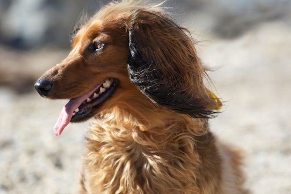 .......... I like it
Anahtar kelimeler: Animal Animals Beach Bonnie Canine Canines Daschund Daschunds Dog Dogs Land Mammal Land Mammals Sand Sea Terrestrial Mammal Terrestrial Mammals Tongue