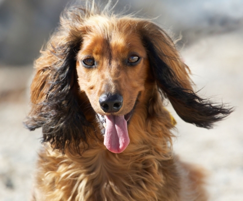 Aren't I the perfect model
Keywords: Animal Animals Beach Bonnie Canine Canines Daschund Daschunds Dog Dogs Land Mammal Land Mammals Sand Sea Terrestrial Mammal Terrestrial Mammals Tongue