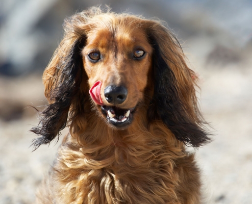 Yep, I'm looking good
Keywords: Animal Animals Beach Bonnie Canine Canines Daschund Daschunds Dog Dogs Land Mammal Land Mammals Sand Sea Terrestrial Mammal Terrestrial Mammals Tongue