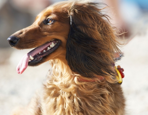 Wot's going on over there?
Anahtar kelimeler: Animal Animals Beach Bonnie Canine Canines Daschund Daschunds Dog Dogs Land Mammal Land Mammals Sand Sea Terrestrial Mammal Terrestrial Mammals Tongue