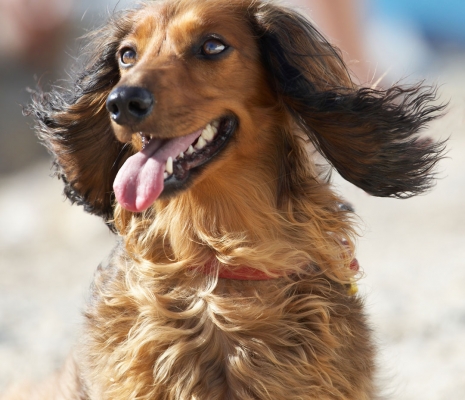 I am being soooooooo good
Schlüsselwörter: Animal Animals Beach Bonnie Canine Canines Daschund Daschunds Dog Dogs Land Mammal Land Mammals Sand Sea Terrestrial Mammal Terrestrial Mammals Tongue