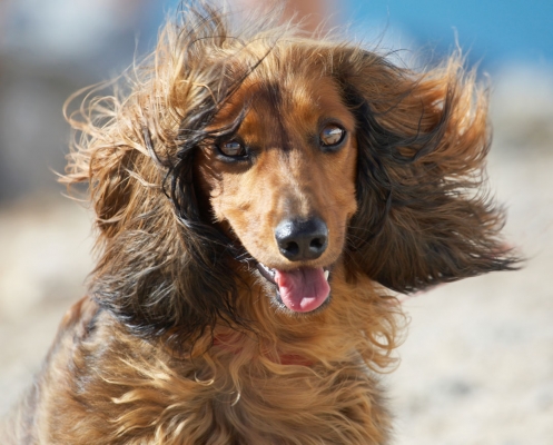 OK, I'm ready for the cover of a magazine
Ključne besede: Animal Animals Beach Bonnie Canine Canines Daschund Daschunds Dog Dogs Land Mammal Land Mammals Sand Sea Terrestrial Mammal Terrestrial Mammals Tongue