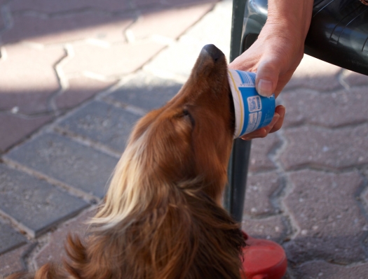 Ah, my reward for all that posing
Keywords: Adelaide Animal Animals Australia Bonnie Canine Canines Daschund Daschunds Dog Dogs Eat Eating Ice Cream Land Mammal Land Mammals South Terrestrial Mammal Terrestrial Mammals