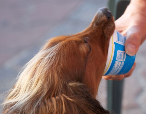Bet all models wish they could be paid this way
Schlüsselwörter: Adelaide Animal Animals Australia Bonnie Canine Canines Daschund Daschunds Dog Dogs Eat Eating Ice Cream Land Mammal Land Mammals South Terrestrial Mammal Terrestrial Mammals