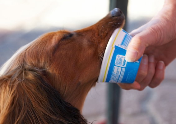 Gotta get every last bit
Ključne besede: Adelaide Animal Animals Australia Bonnie Canine Canines Daschund Daschunds Dog Dogs Eat Eating Ice Cream Land Mammal Land Mammals South Terrestrial Mammal Terrestrial Mammals