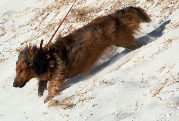 C'mon, gotta get to my ice cream treat
Λέξεις-κλειδιά: Adelaide Animal Animals Australia Bonnie Canine Canines Daschund Daschunds Dog Dogs Land Mammal Land Mammals Run Running Sand South Terrestrial Mammal Terrestrial Mammals
