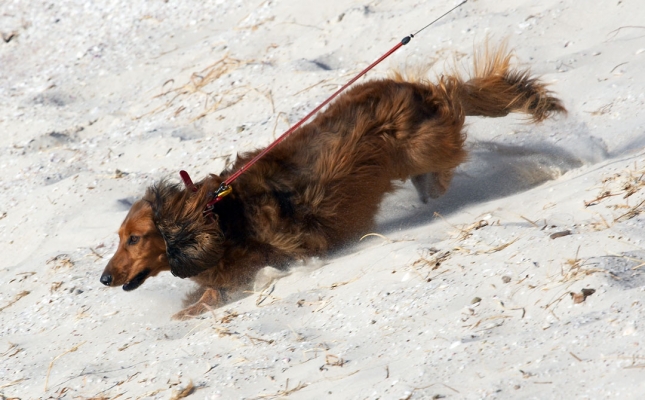 This way
Słowa kluczowe: Adelaide Animal Animals Australia Bonnie Canine Canines Daschund Daschunds Dog Dogs Land Mammal Land Mammals Run Running Sand South Terrestrial Mammal Terrestrial Mammals