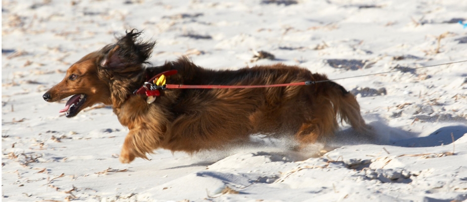 Keep up
Ključne besede: Daschunds Dog Dogs Land Mammal Land Mammals Run Running Sand South Terrestrial Mammal Terrestrial Mammals Tongue Adelaide Animal Animals Australia Bonnie Canine Canines Daschund