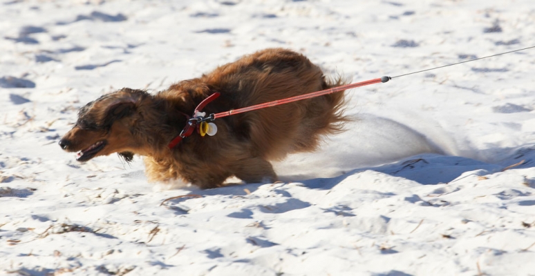 I can taste it .........
Palabras clave: Adelaide Animal Animals Australia Bonnie Canine Canines Daschund Daschunds Dog Dogs Land Mammal Land Mammals Run Running Sand South Terrestrial Mammal Terrestrial Mammals
