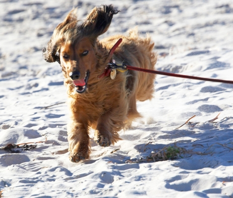 ........ and I'm ready
Schlüsselwörter: Adelaide Animal Animals Australia Bonnie Canine Canines Daschund Daschunds Dog Dogs Land Mammal Land Mammals Run Running South Terrestrial Mammal Terrestrial Mammals Tongue