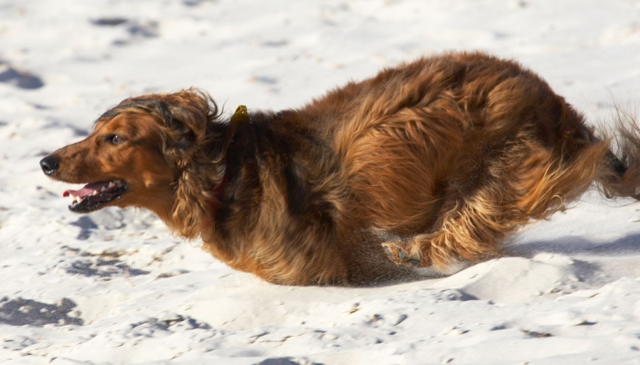 I'm really earning my treat
Ključne besede: Adelaide Animal Animals Australia Bonnie Canine Canines Daschund Daschunds Dog Dogs Land Mammal Land Mammals Run Running South Terrestrial Mammal Terrestrial Mammals