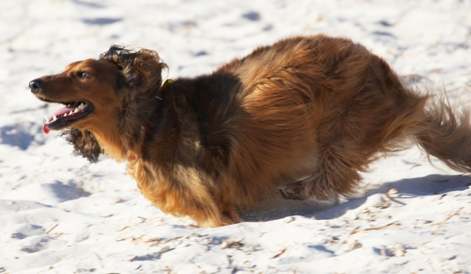 Here I come
Słowa kluczowe: Adelaide Animal Animals Australia Bonnie Canine Canines Daschund Daschunds Dog Dogs Land Mammal Land Mammals Run Running South Terrestrial Mammal Terrestrial Mammals Tongue