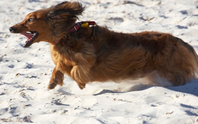 HOW big is this beach??
Ключевые слова: Adelaide Animal Animals Australia Bonnie Canine Canines Daschund Daschunds Dog Dogs Land Mammal Land Mammals Run Running South Terrestrial Mammal Terrestrial Mammals Tongue
