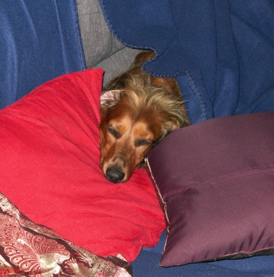 It's my job to take up the WHOLE settee
Ključne besede: Adelaide Australia Bonnie Cushion Cushions Daschund Daschunds Dog Dogs Sleep Sleeping South