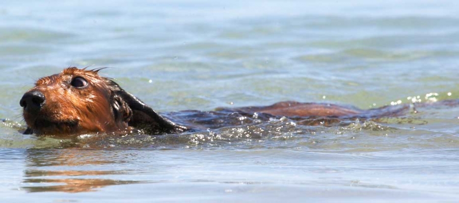 ........... see
Klíčová slova: Adelaide Australia Bonnie Daschund Daschunds Dog Dogs Sea South Swimming